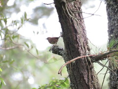 Troglodytes aedon brunneicollis