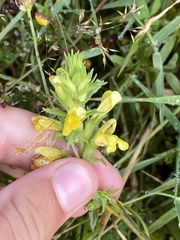 Bellardia viscosa