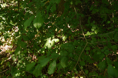 Ulmus