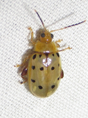 Walterianella durangoensis