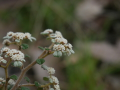 Spyridium parvifolium