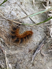 Phyllalia patens