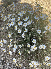Melampodium leucanthum