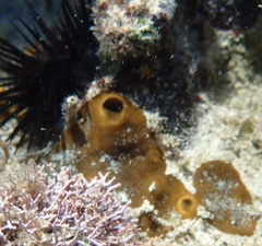 Cliona varians