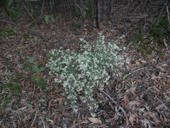 Spyridium parvifolium