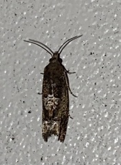 Eucosma parmatana