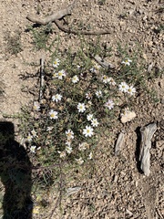 Melampodium leucanthum