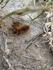 Phyllalia patens