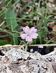 Dianthus strictus