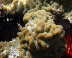 Pseudodiploria clivosa