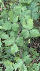 Rubus caesius