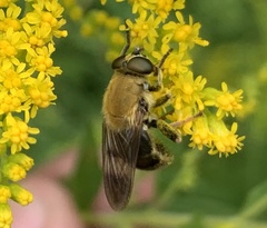 Pterallastes thoracicus