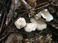 Pseudobaeospora