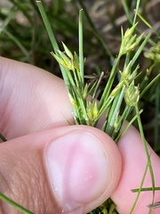 Juncus bufonius