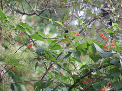 Diglossa baritula
