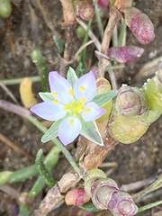 Spergularia media