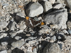 Adelpha californica