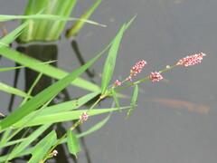 Persicaria