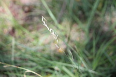 Eragrostis curvula