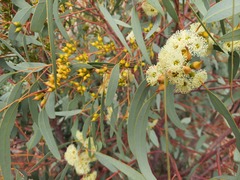 Eucalyptus socialis