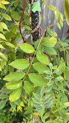 Wisteria frutescens