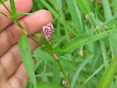 Persicaria