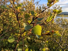 Betula pubescens pumila