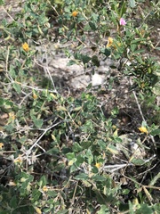 Mentzelia oligosperma