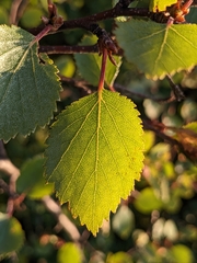 Betula pubescens pumila