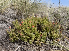 Castilleja mendocinensis