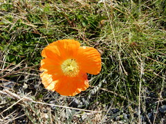Papaver