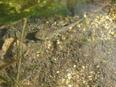 Pseudacris hypochondriaca