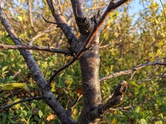 Betula pubescens pumila