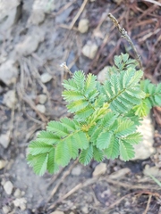 Desmanthus leptolobus