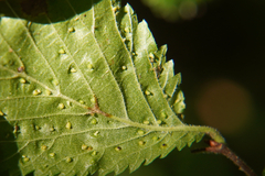 Aceria campestricola