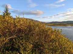 Betula pubescens pumila