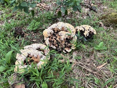 Pseudoinonotus dryadeus