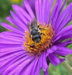 Megachile montivaga