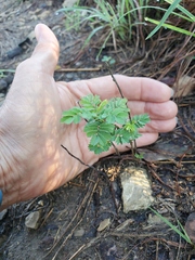 Desmanthus leptolobus