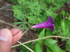 Ipomoea plummerae