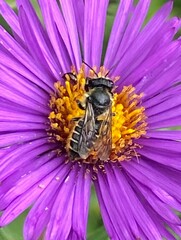 Megachile montivaga