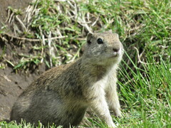 Urocitellus beldingi