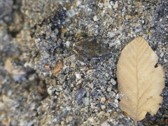 Pseudacris cadaverina