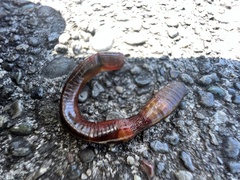 Lumbricus terrestris