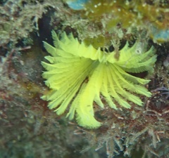 Notaulax occidentalis