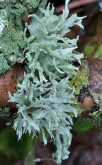 Evernia prunastri