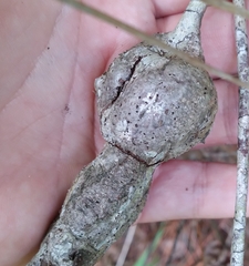 Agrobacterium radiobacter