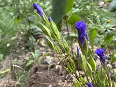 Gentianopsis crinita