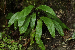 Asplenium scolopendrium