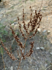 Rumex acetosa